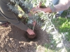 Planting the future Planting the future
