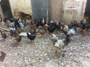 Hens arrive in Sebastiya