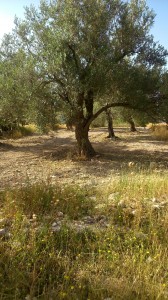 Ancient Olive trees in Sabastiya